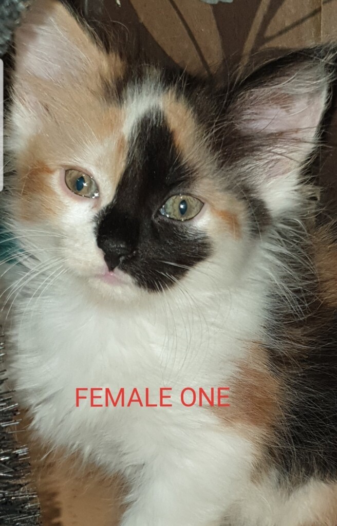 Ginger white and black! Look at these stunning kittens. in Liverpool