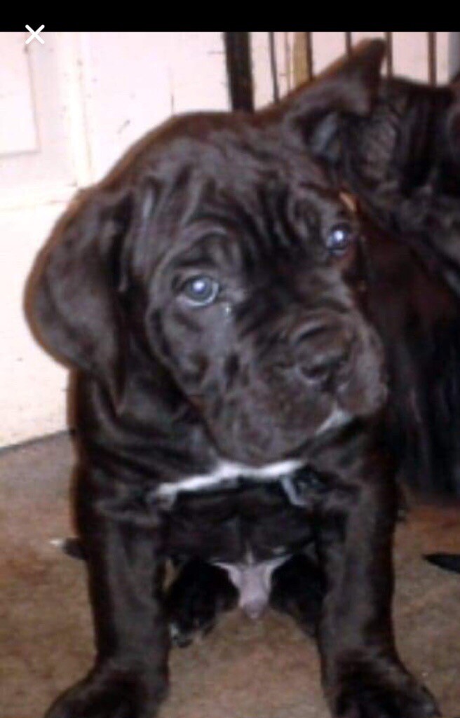 Cane corso puppies for sale in Rainham, London Gumtree