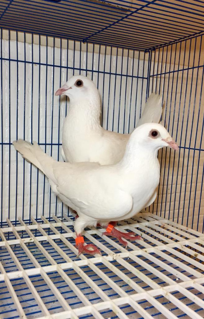 Pair of pure white homing pigeons for sale in Sheffield, South Yorkshire Gumtree