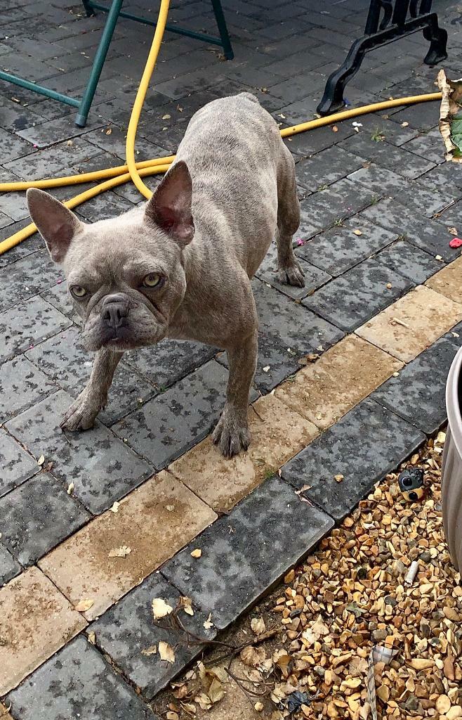 French bulldog KC lilac brindle female | in Poole, Dorset | Gumtree