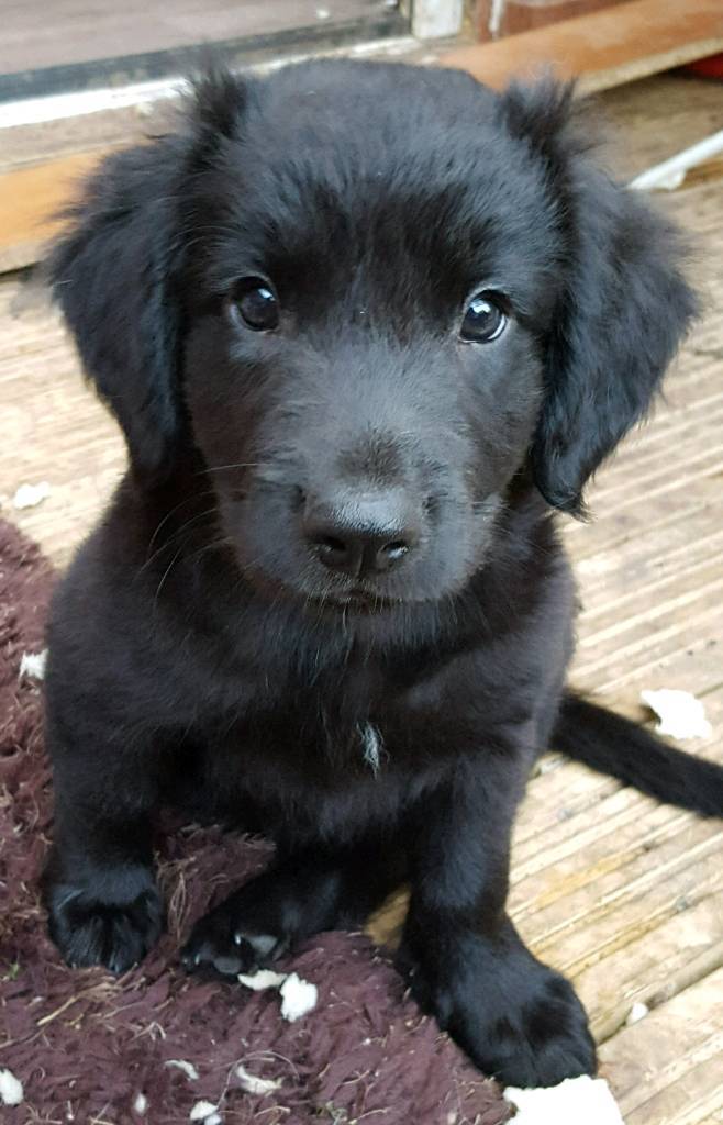 Sprollie Puppies in Redditch, Worcestershire Gumtree