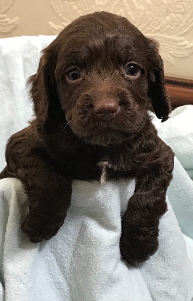 Chocolate cocker spaniel puppy’s in Skipton, North Yorkshire Gumtree