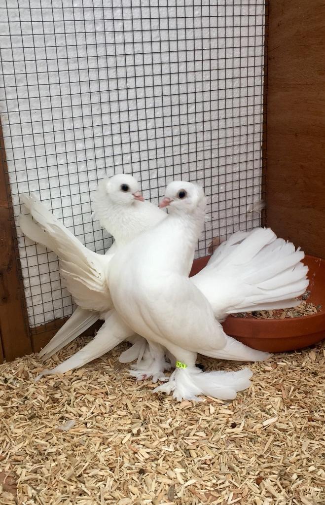 Quality pair of siberian tumbler pigeons for sale in Sheffield, South
