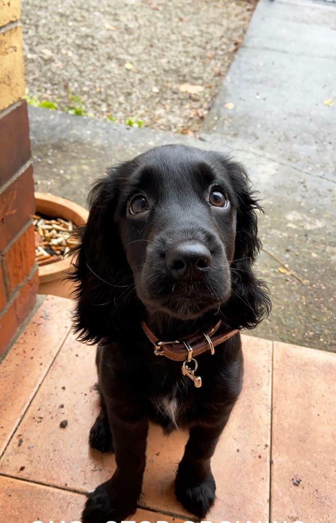 15 week old cocker spaniel in Hull, East Yorkshire Gumtree