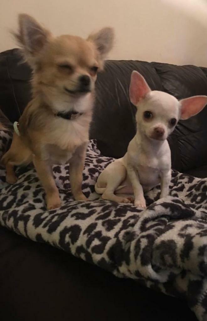 Pedigree Male Chihuahua Short Haired White In Maidstone Kent