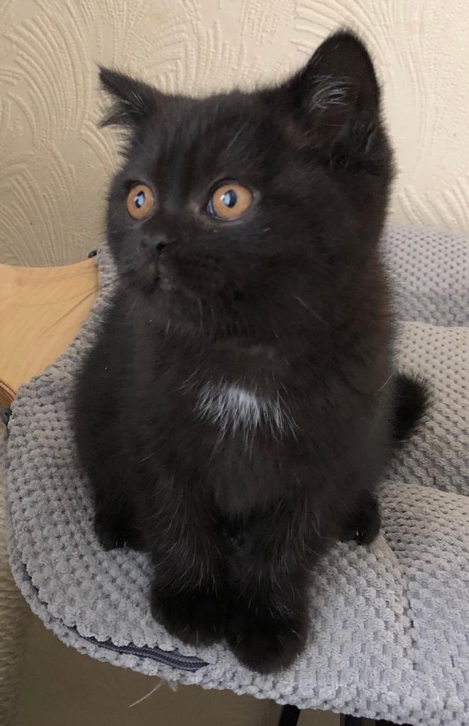Black British Shorthair Male kitten in Carrickfergus, County Antrim Gumtree