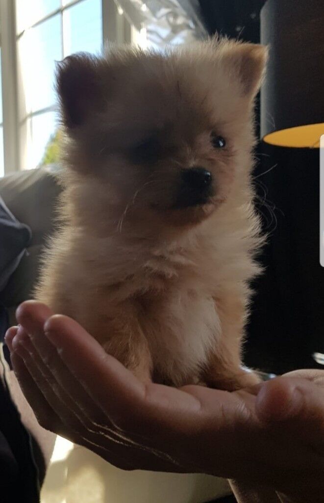Miniature Pomeranian puppies for sale ONLY ONE BOY LEFT