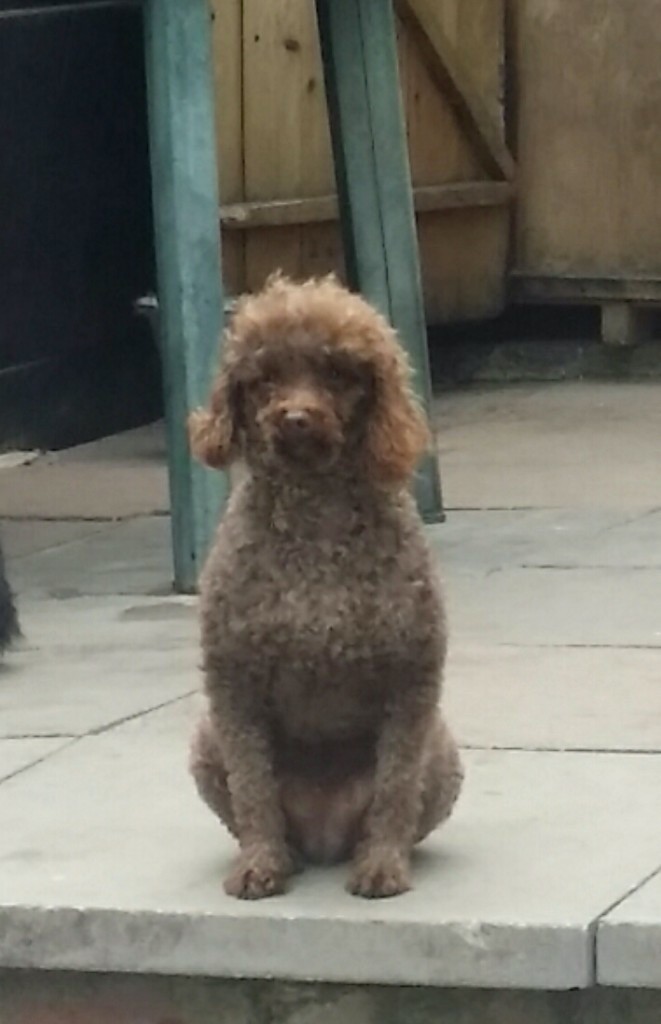 chocolate toy poodle male in Raunds, Northamptonshire Gumtree