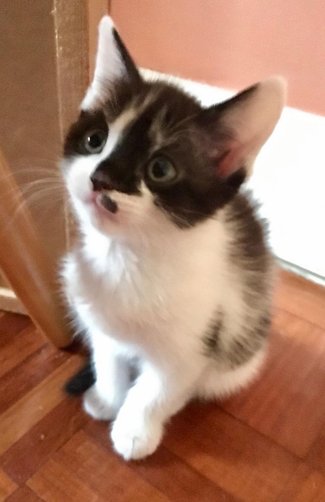 Adorable fluffy 8 week old kittens, ready today in Isleworth, London