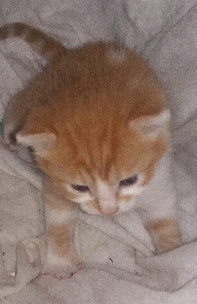Rare ginger girl kittens in Folkestone, Kent Gumtree