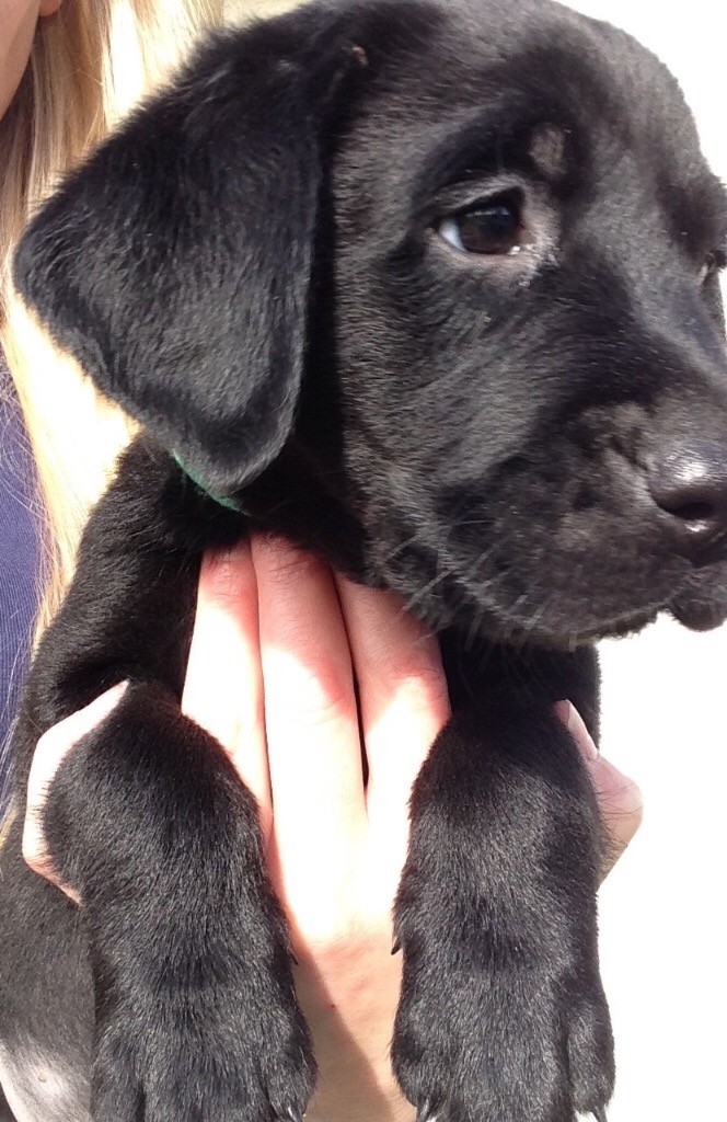 Kennel Club Registered Labrador Puppies! in Launceston, Cornwall