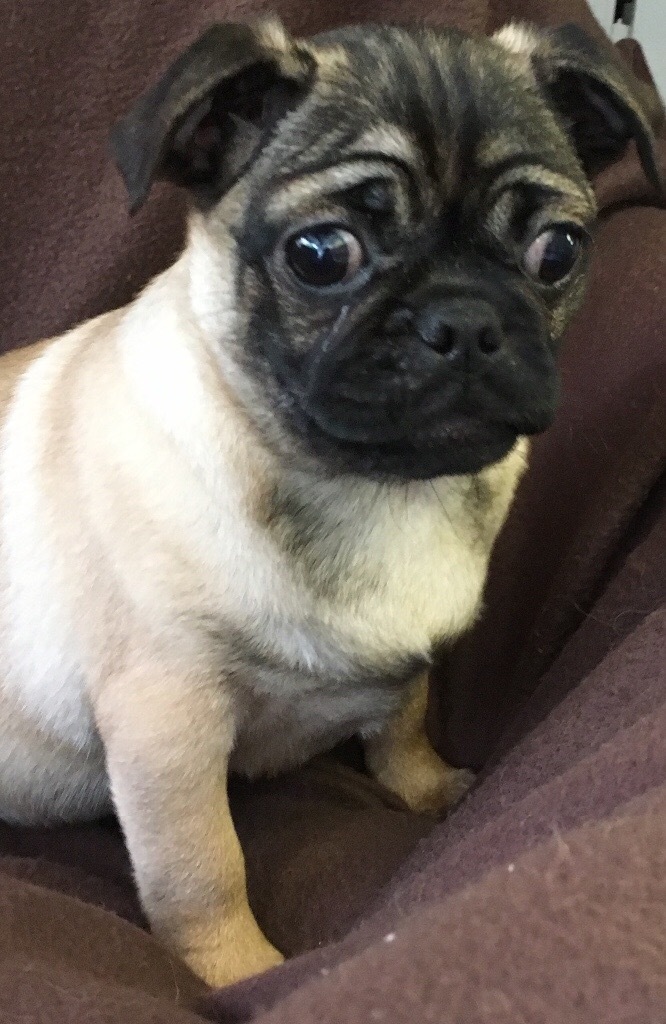 Jug pups (3/4 pug &1/4 jack Russel ) for sale in London in Ealing