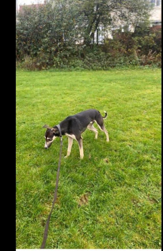 Lurcher pup for sale | in Hurlford, East Ayrshire | Gumtree