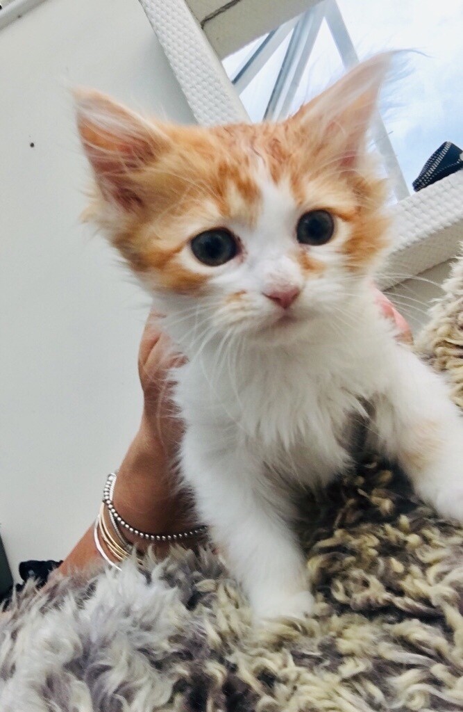 Darling Maine coon cross kittens for sale. Ready to go now in Cheadle, Manchester Gumtree