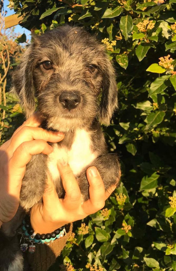 Bedlington cross pug puppies 1 left. Reduced! in Nantwich, Cheshire Gumtree