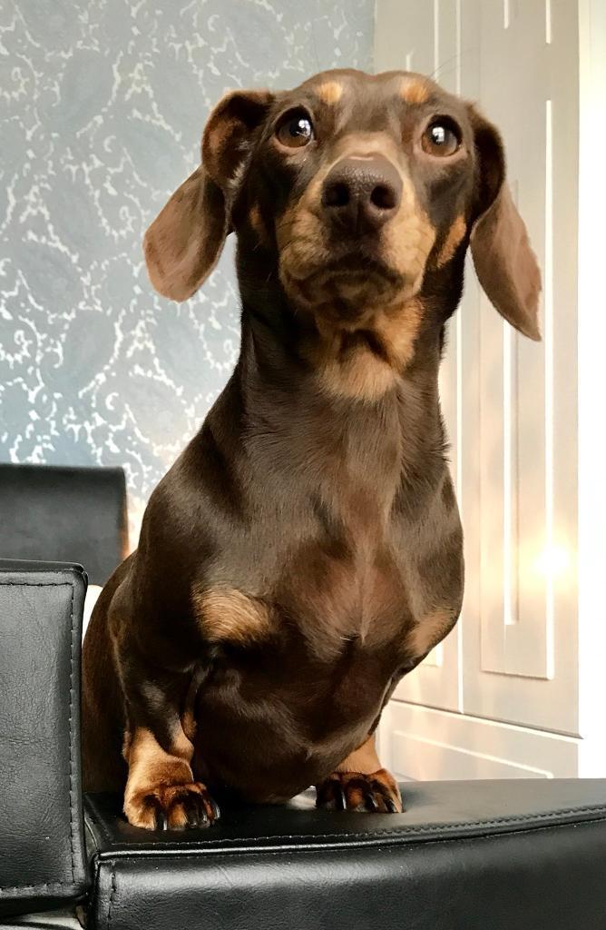 Miniature Dachshund Puppies For Sale in Quinton, West Midlands Gumtree