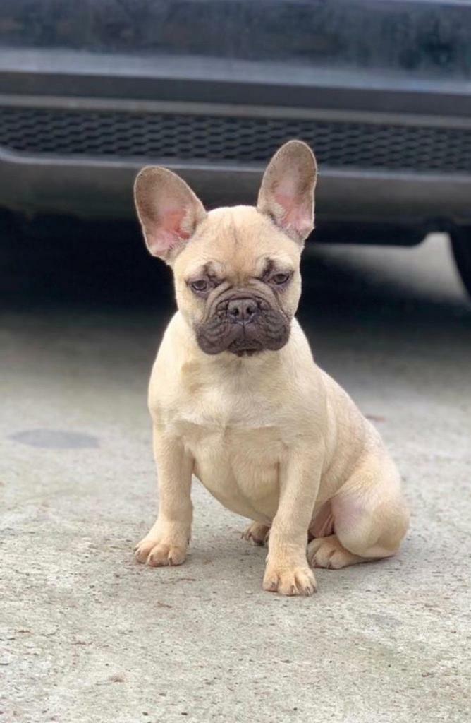 Female French bulldog chocolate fawn | in Nottingham City Centre, Nottinghamshire | Gumtree