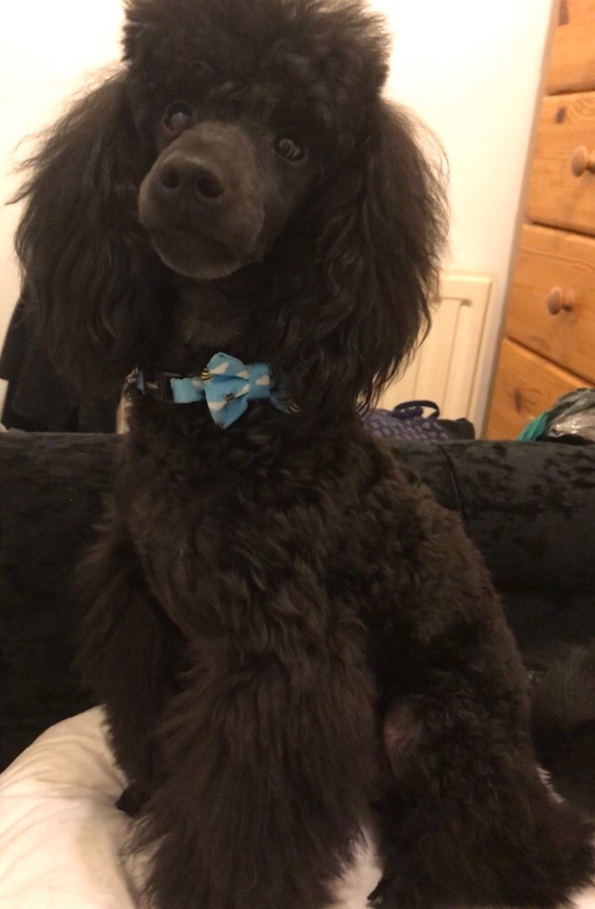 KC reg. Very Handsome Blue Toy Poodle Male Puppy in Plymouth, Devon