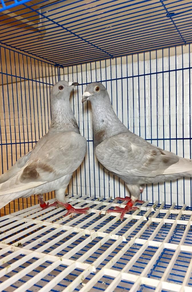 Pair of mealy homing pigeons for sale in Sheffield, South Yorkshire