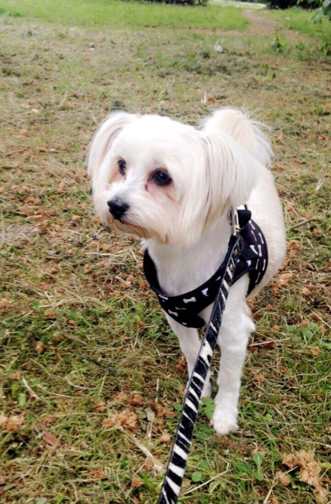 SHIH TZU X CHINESE CRESTED BITCH in Sheffield, South Yorkshire Gumtree