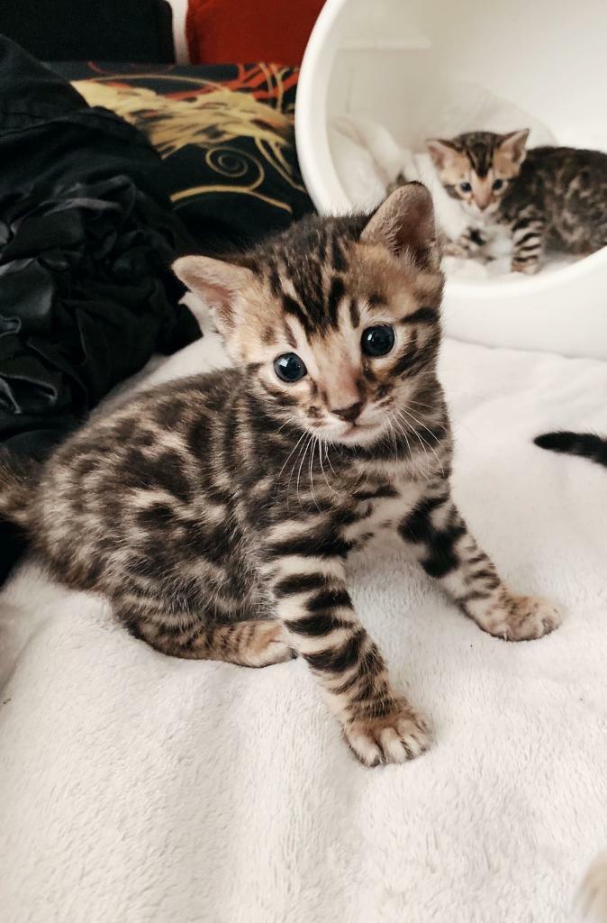Pure bengal kittens for sale in Bromley, London Gumtree