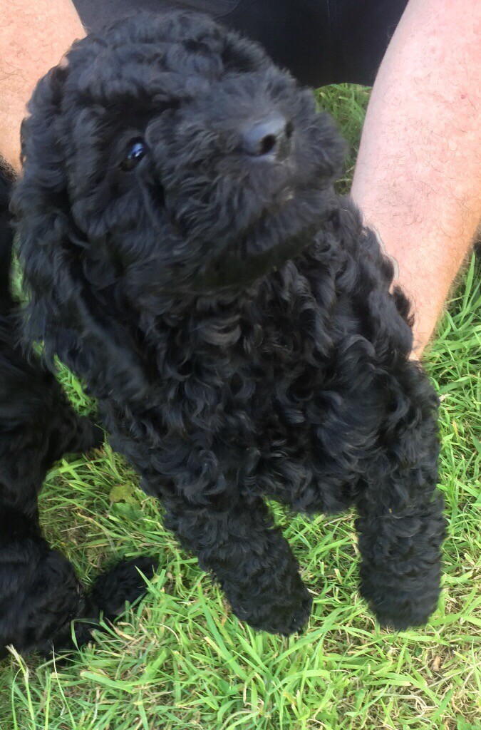 F2 curly haired cockapoo puppies for sale in Rainham, Kent Gumtree