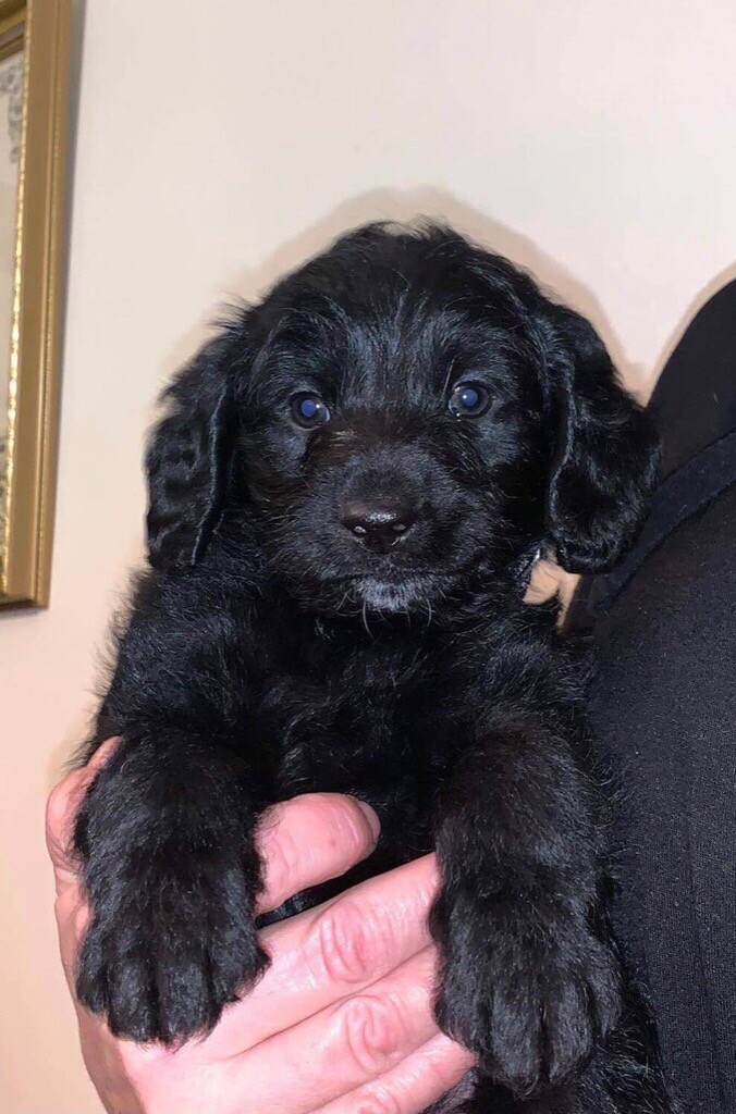 Miniature F1 Black Labradoodles in Heathrow London 