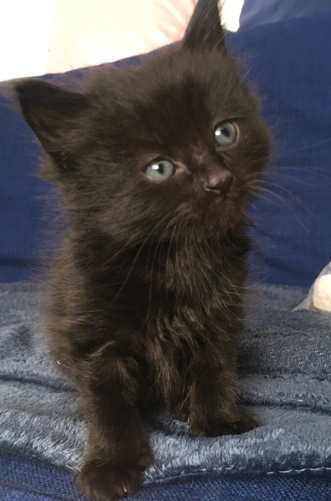 Kittens with long hair. in Penrith, Cumbria Gumtree