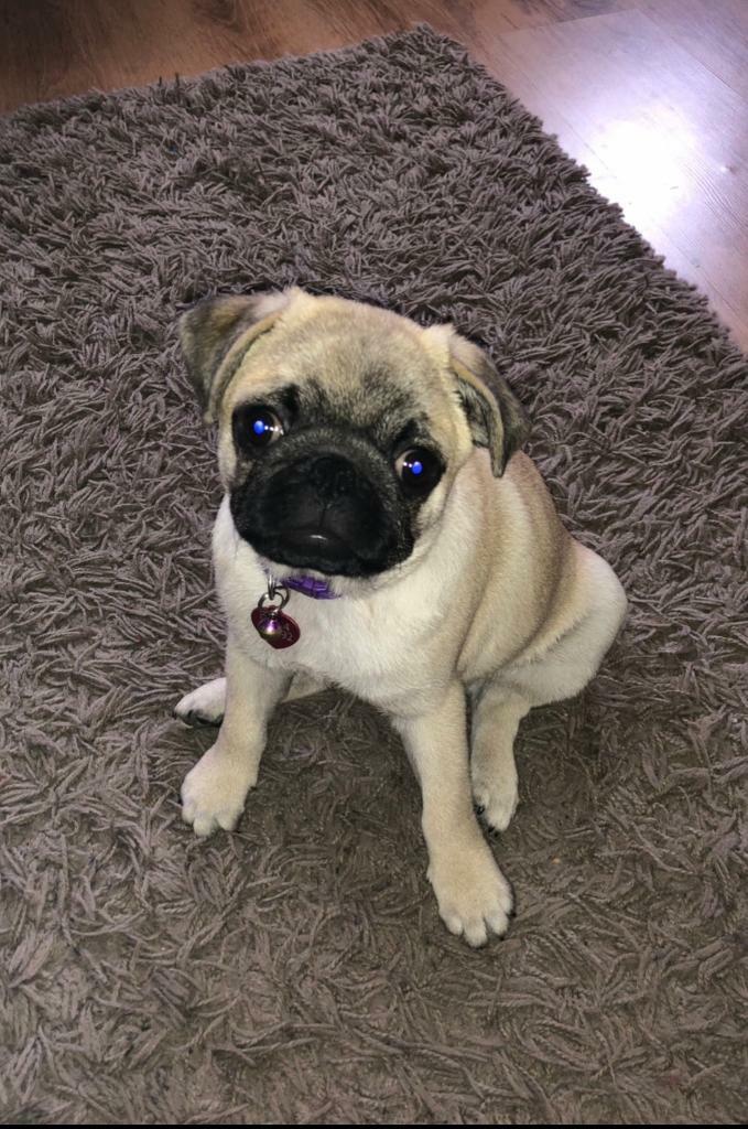 Female Pug Puppy for sale in Romsey, Hampshire Gumtree