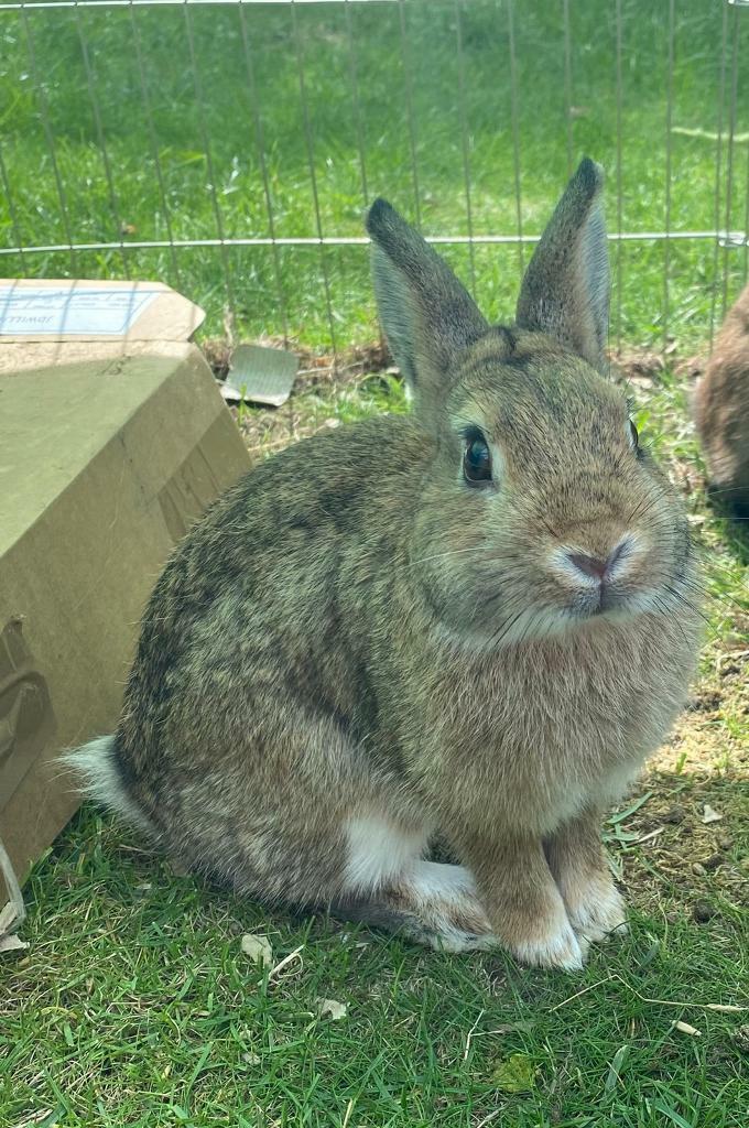 Agouti Squirrel Buck Netherland Dwarf Rabbit | in Epsom, Surrey | Gumtree