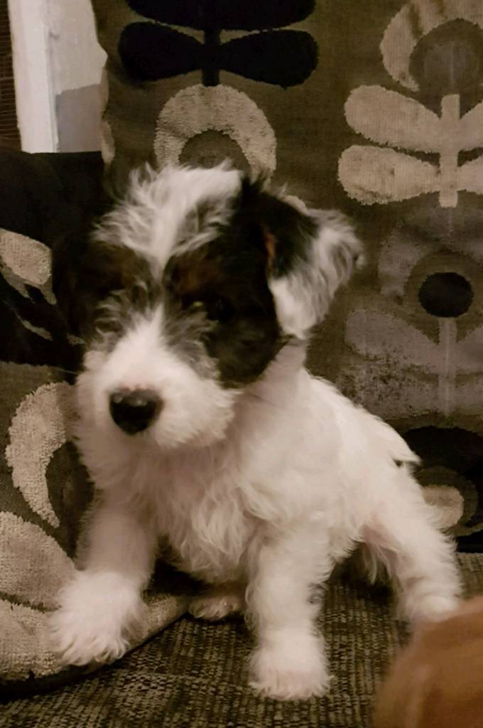 Bichon Frise Jack Russell Cross