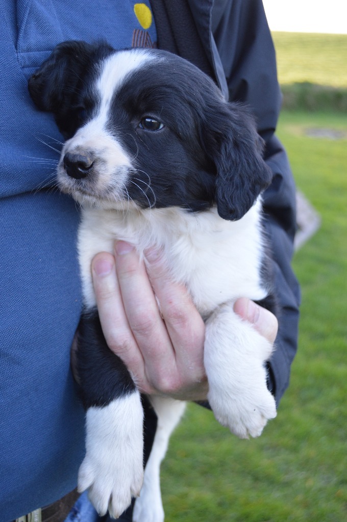 Springer X Border collie puppies for sale in Callington, Cornwall