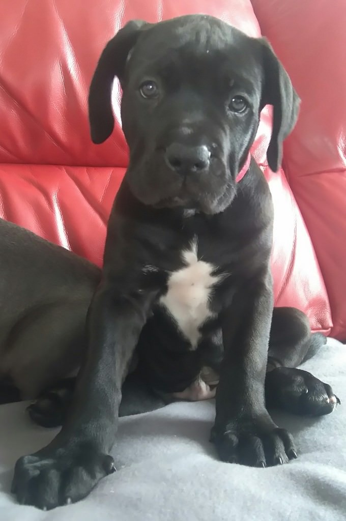 Cane Corso Italiano Mastiff