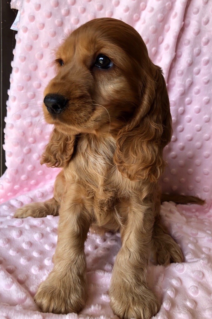 COCKER SPANIEL PUPPIES 🐶 in Grangemouth, Falkirk Gumtree