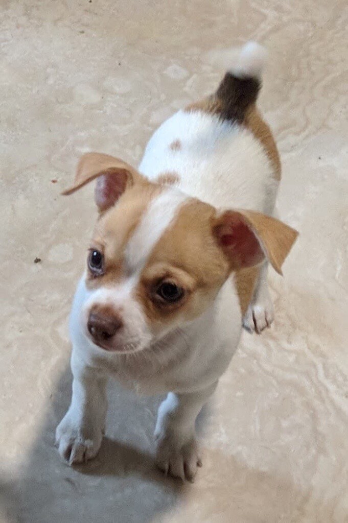 Last Beautiful Tiny Jack Russell x Chihuahua Puppy in Cookstown