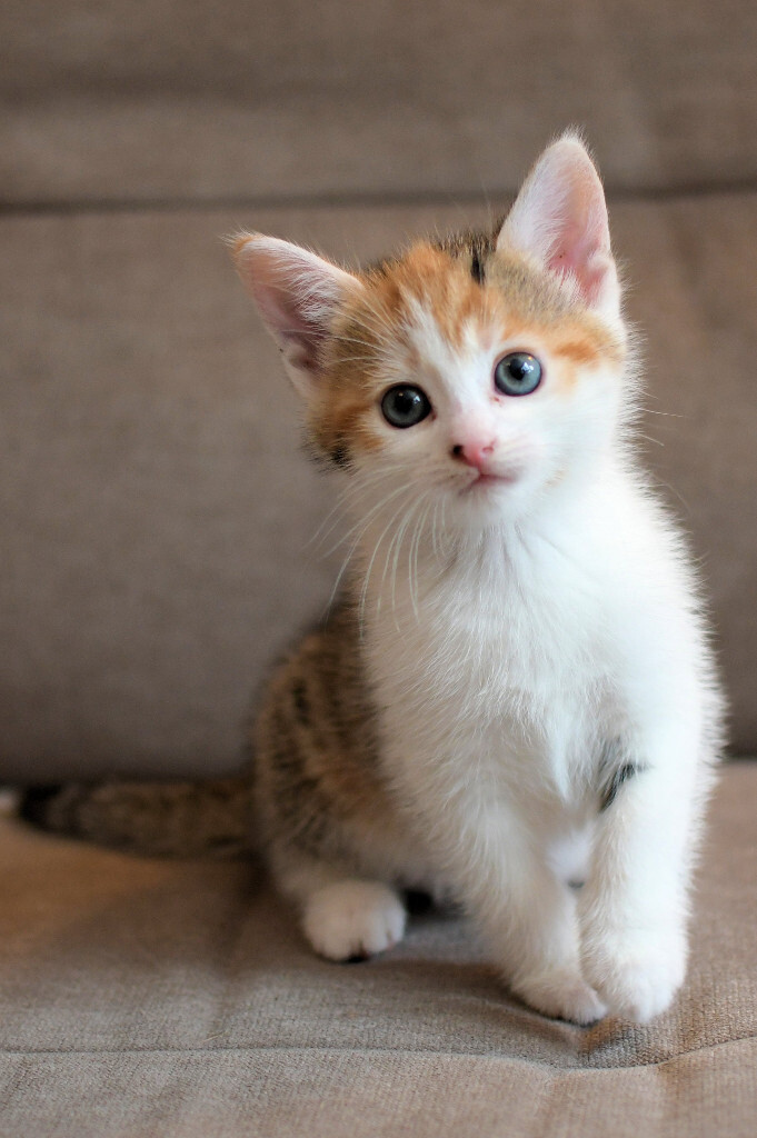 Lovely ginger and tabby kittens in Reading, Berkshire Gumtree