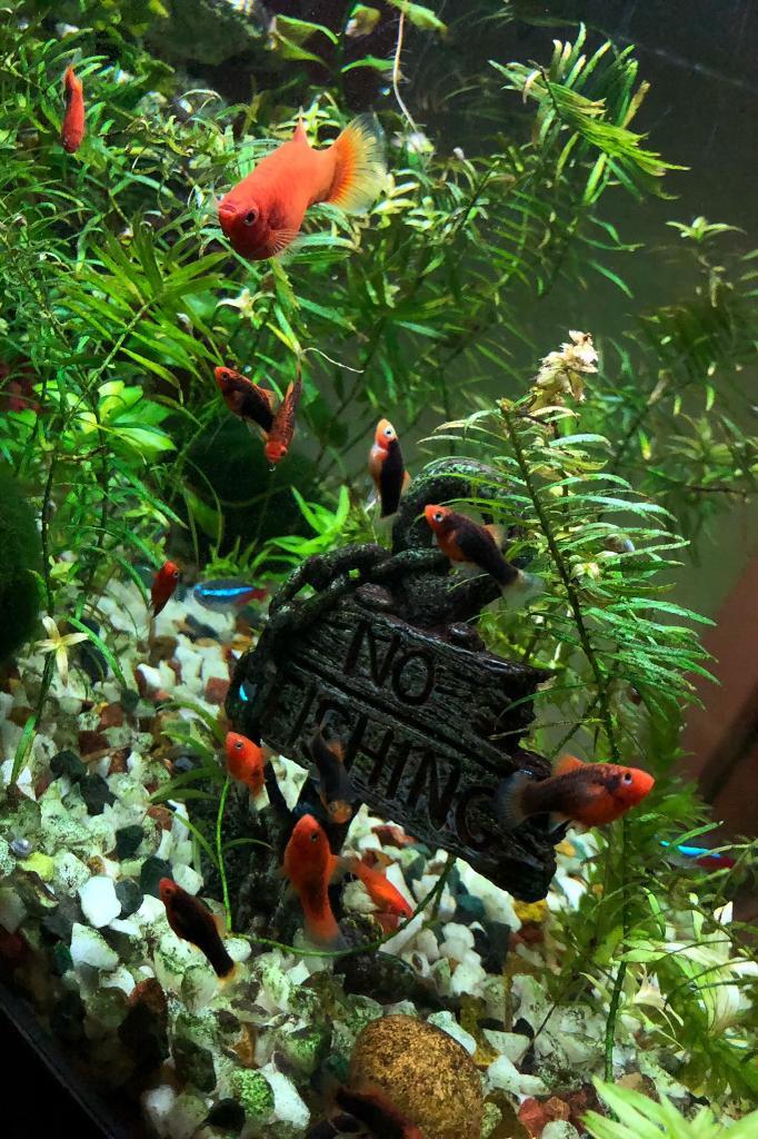Platy fry tropical fish Mixed Orange and Black sunset in Kingswood, Bristol Gumtree