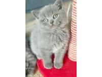 Beautiful British shorthair and Longhair kittens ready for their forever home- £850 each