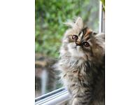 Stunning Persian Kittens for Sale 