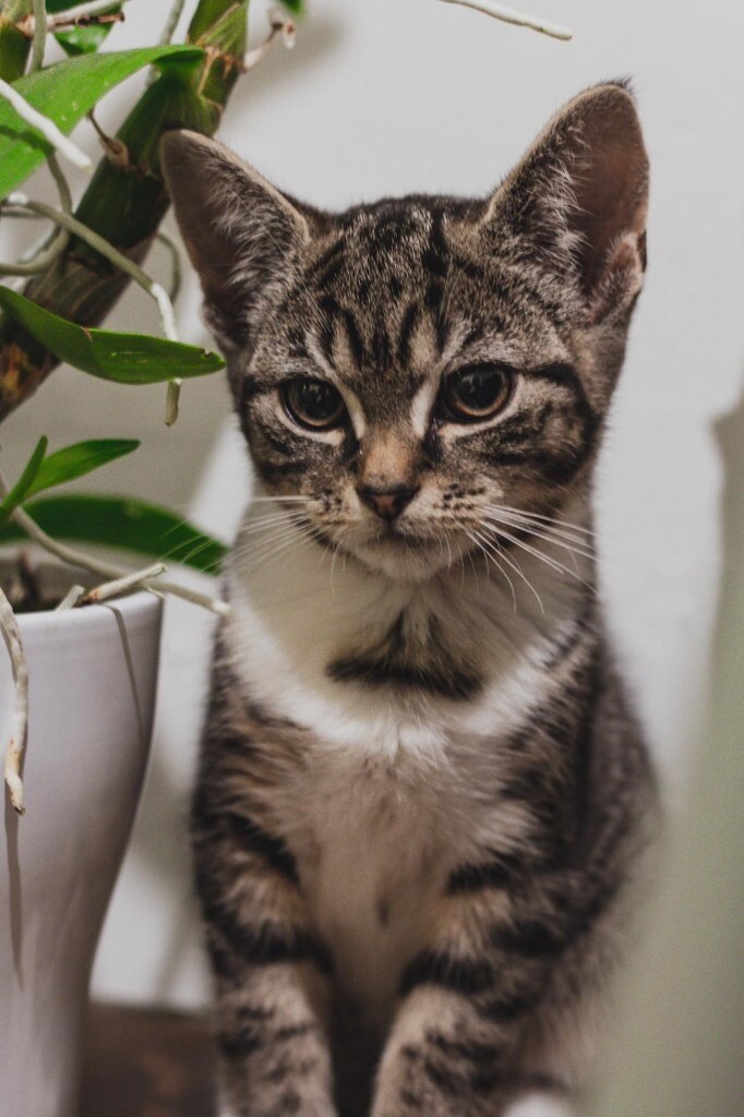Beautiful 12 week Tabby Kitten for Sale in Bradford, West Yorkshire