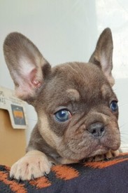 Stunning Pure Bred Long Hair Rare Red Sable Chihuahua Female In