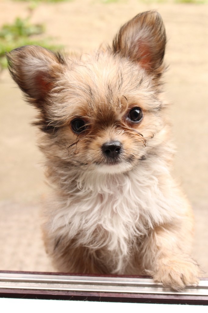 Beautiful 12 week old tiny wolf sable Chihuahua Chorkie boy in Walnut