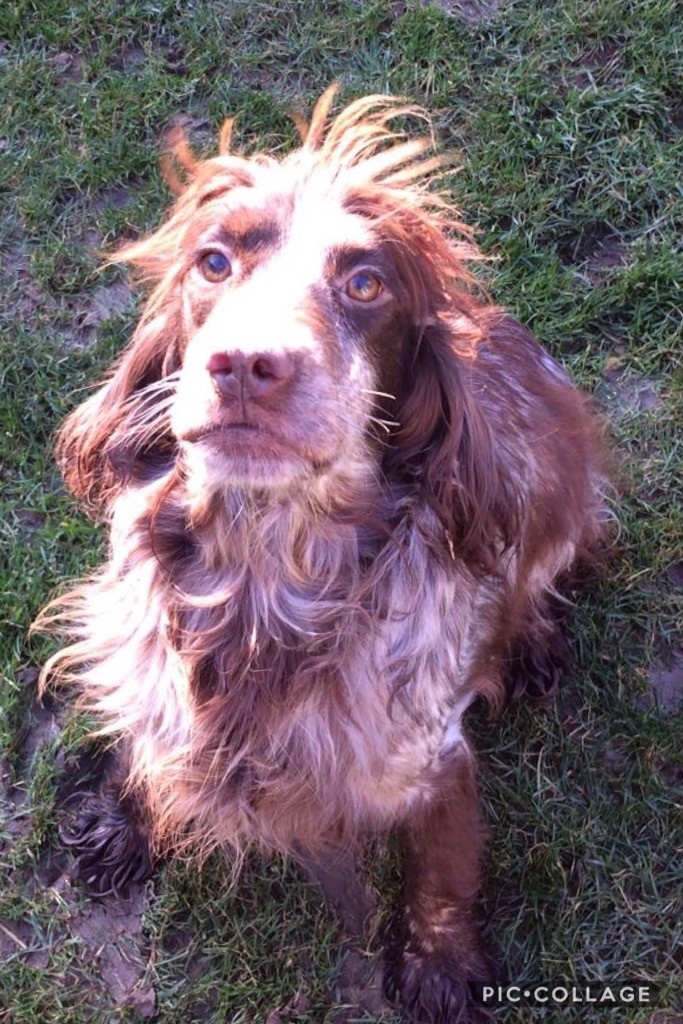 Kent Cocker Spaniels _ Pedigree Cocker Spaniel Puppies for Sale – FYVISM