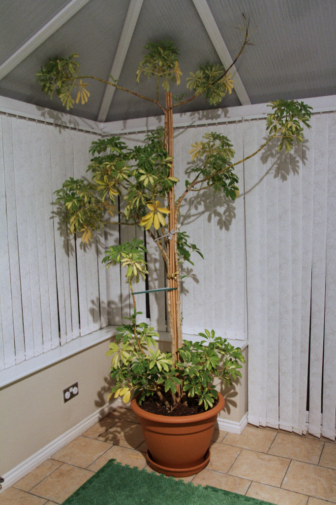 Huge Giant Enormous Umbrella Tree Flower in Wallsend, Tyne and Wear