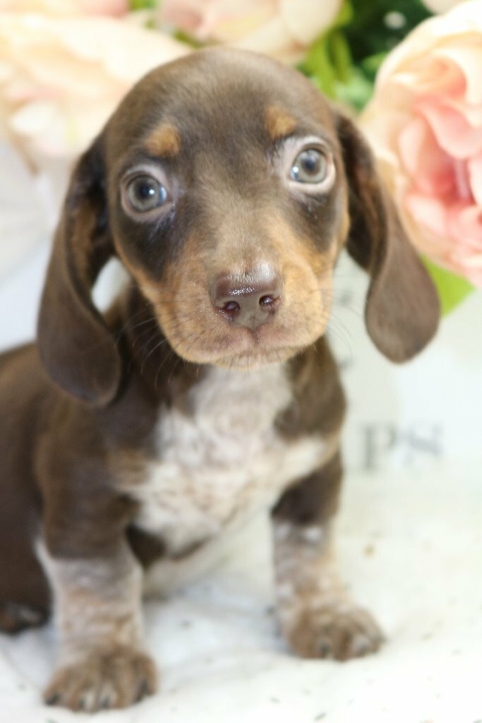 Gorgeous Miniature Smooth Chocolate Dachshund Puppies In
