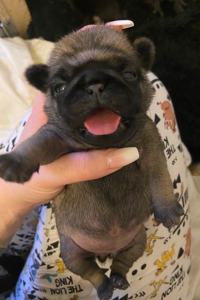 Chunky & beautiful KC reg pug puppies in Eastleigh, Hampshire Gumtree