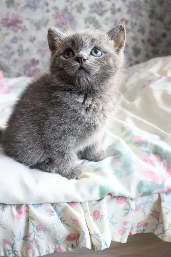 British Shorthair kittens in Bradford, West Yorkshire Gumtree