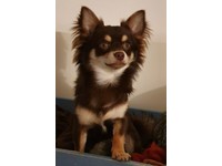 Long Dog Pets Gumtree