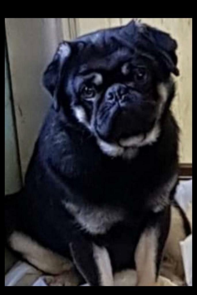 Black and Tan pug for sale for new home Male in Fakenham, Norfolk