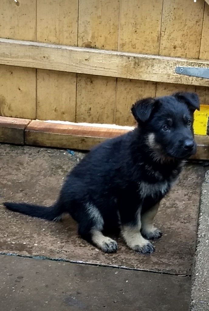 Rare German shepherd puppies in Stourbridge, West Midlands Gumtree